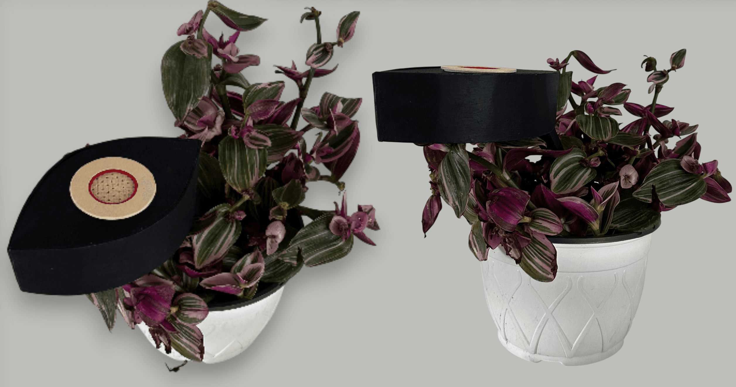 Numina — sensor and plant